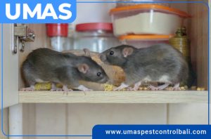 STORAGE-Free-Pest-rodent-control-bali