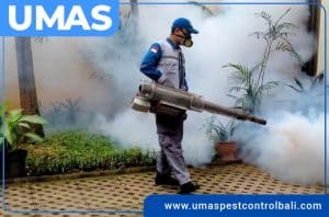 Umas pest control bali with fogging service